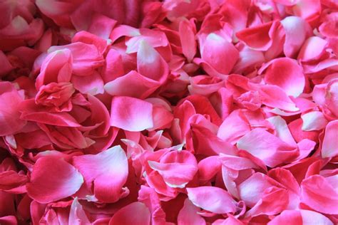 Free Images : blossom, petal, pink, potpourri, rose petals, floristry ...