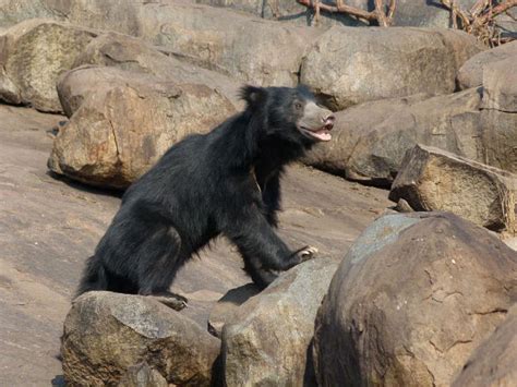 Top Wildlife Sanctuaries in Karnataka - Nativeplanet