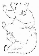 Photos  Bild Galeria COLORING PAGES BLACK BEARS sketch template