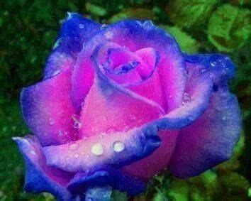Purple and Blue Bi-color roses | Посадка цветов, Гибридные чайные розы, Экзотические цветы