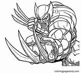 Wolverine Coloring Pages Printable For Free Download sketch template