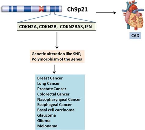 Genes located at chromosome 9 are responsible for both CAD and several... | Download Scientific ...