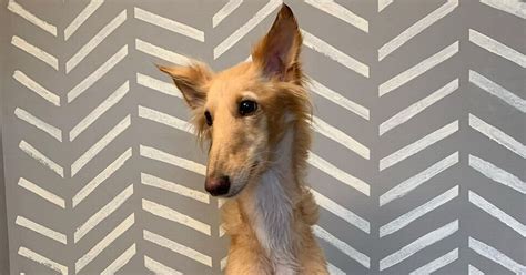 Adorable dog that 'looks like a giraffe' thanks to unique features goes viral - Mirror Online