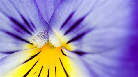 Heartsease wallpaper - Flower wallpapers - #3270