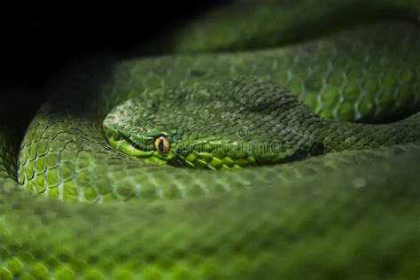 Dangerous green snake. stock image. Image of green, indonesia - 60186869