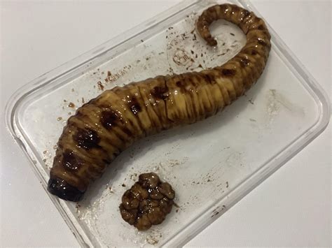 Mongolian death worm specimen. : r/cryptids