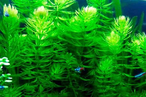 Hornwort Care Guide – Planting, Growing, and Propagation - Shrimp and ...