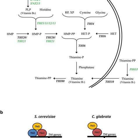 Thiamine biosynthesis pathway and regulation in S. cerevisiae and C.... | Download Scientific ...