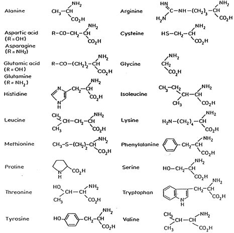 Protein Chemistry of Albumen Photographs