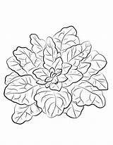Spinach coloring page  ColouringPages sketch template