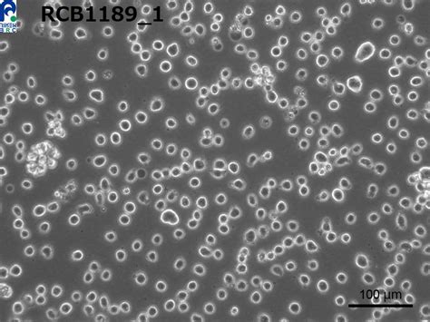 CELL SEARCH SYSTEM -CELL BANK- (RIKEN BRC) [RCB1189 : THP-1]