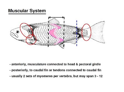 Fish Locomotion Definition The result of interactions between