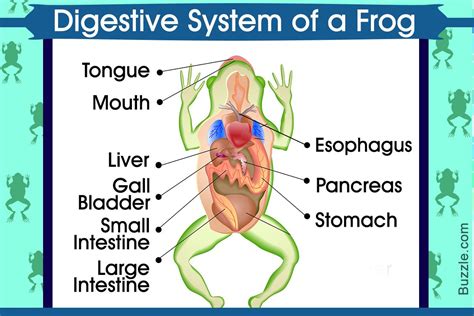 Digestive System of a Frog with a Labeled Diagram | Digestive system ...