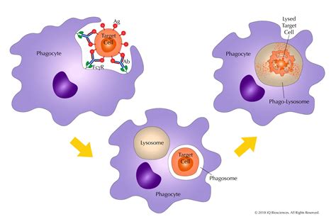 Antibody-Dependent Cellular Phagocytosis Archives | iQ Biosciences