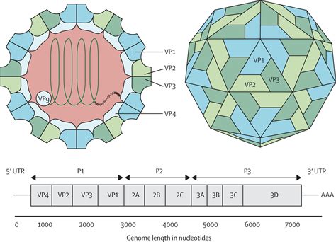 Virology, epidemiology, pathogenesis, and control of enterovirus 71 ...