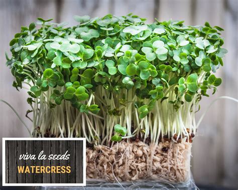 Watercress 200 Seeds Medicinal & Culinary Herb Non GMO - Etsy ...