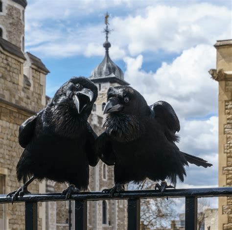 Tower of London welcomes baby raven - City Matters