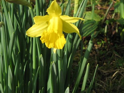 Daffodil Plant | Daffodils planting, Plants, Planting bulbs