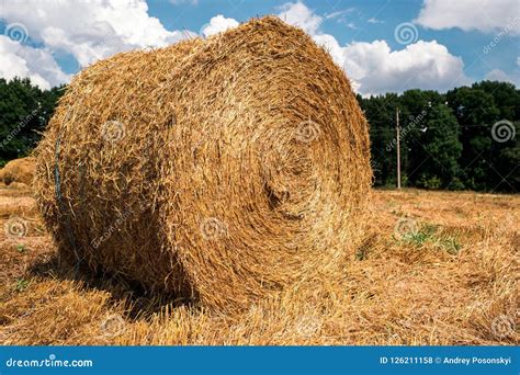 Hay after harvest stock photo. Image of outdoor, grain - 126211158