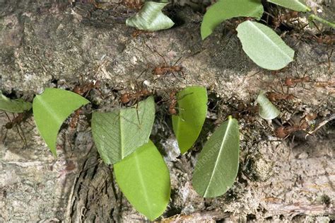 Leafcutter ants carrying leaves - Stock Image - Z345/1022 - Science Photo Library