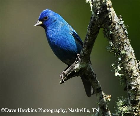 Tennessee Watchable Wildlife | Indigo Bunting - Habitat: FOREST
