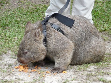 Wombat on leash » Australia Zoo Gallery | Australia animals, Wombat ...