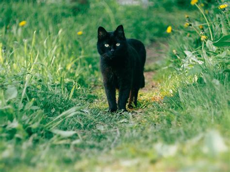 Dandruff in Cats: Causes and Treatment | FirstVet