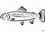Rainbow Trout coloring page  Free Printable Coloring Pages sketch template