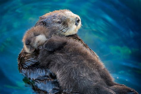 TIL sea otter pups sleep on their moms. : aww