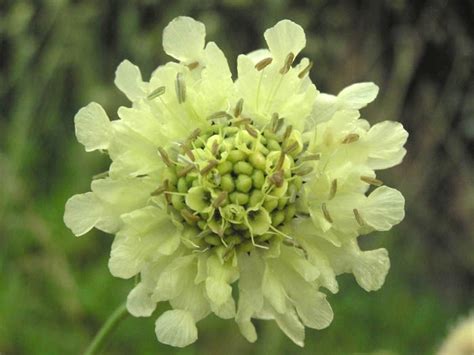 Cephalaria gigantea (yellow giant-scabious): Go Botany