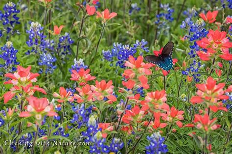 Bluebonnets and Indian Paintbrush in 2023 | Indian paintbrush, Blue ...