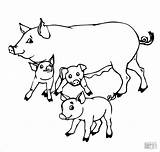 Pig Family Mother And Baby Pigs Coloring Page  Home sketch template