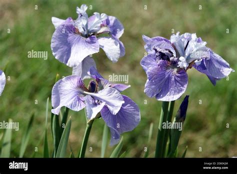 Blue Iris sibirica Graceful Ghost Stock Photo - Alamy