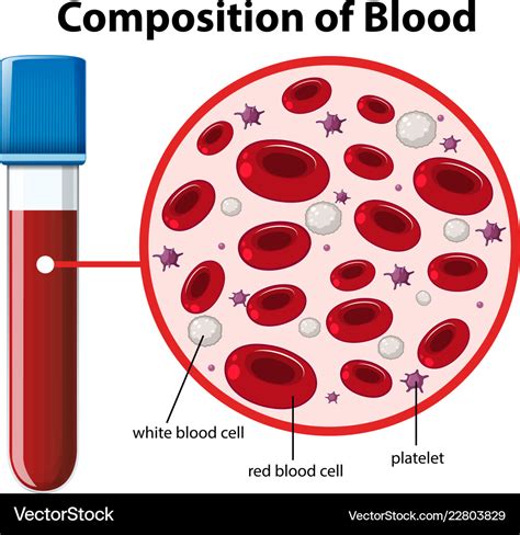 Blood Tissue Diagram Labeled