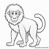 Baboon Coloring Pages  Free & Printable sketch template