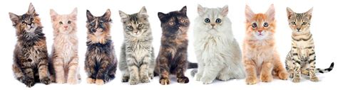 Group of kitten in front of white background Wall Mural Wallpaper ...