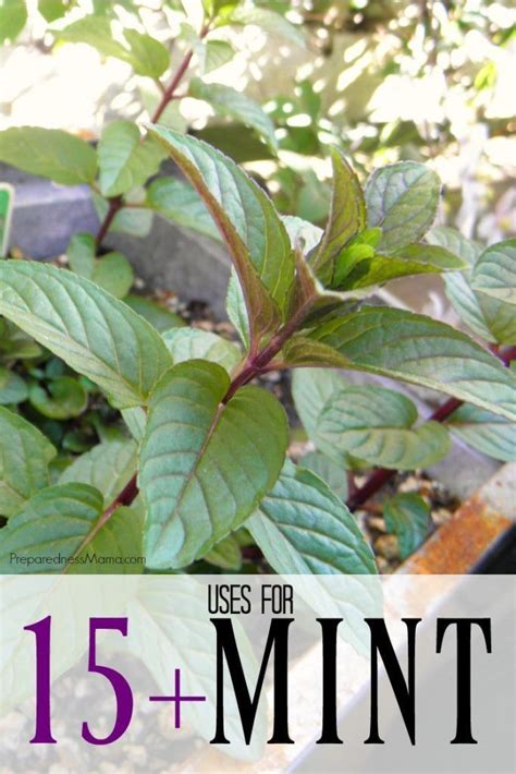 You're Growing How Much Mint? 15+ Versatile Uses for Mint | Mint plants ...