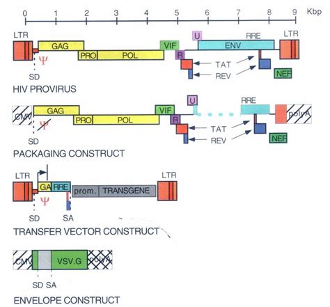 Schematic representation of the HIV provirus and the three-plasmid... | Download Scientific Diagram