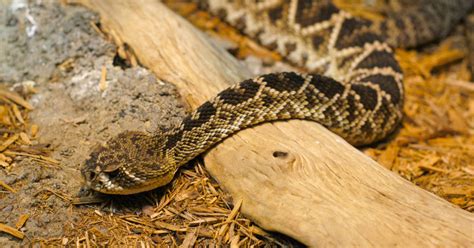 Are Baby Rattlesnakes More Dangerous? | MeatEater Conservation News