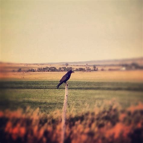 Montana 2012 Crow | Crow, Caldwell, Montana