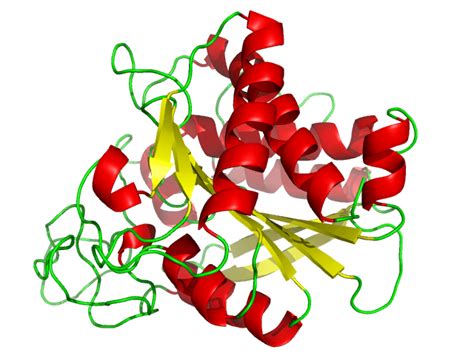 Difference Between Endopeptidase and Exopeptidase | Compare the ...