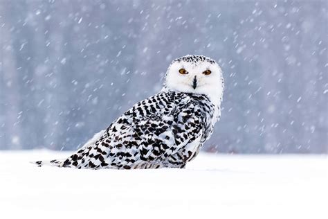 [100+] Snowy Owl Wallpapers | Wallpapers.com