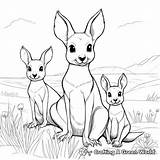 Wallaby Coloring Pages  Free & Printable sketch template