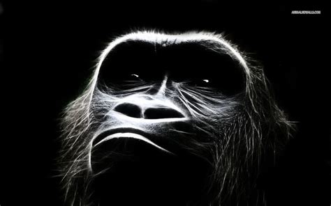 Chimpanzee Wallpapers - Wallpaper Cave