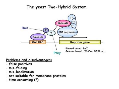 The yeast Two-Hybrid System