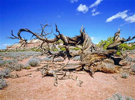 Dey Juniper Tree in Desert, Utah Stock Image - Image of tree ...