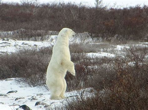 The largest polar bear recorded was a male that when standing up, was twelve feet (3.7 m) tall ...