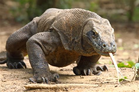 Scienceshil: Komodo Dragon