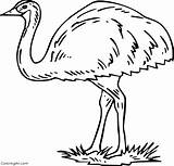 Emu Coloring Pages 20 Free Printables  ColoringAll sketch template