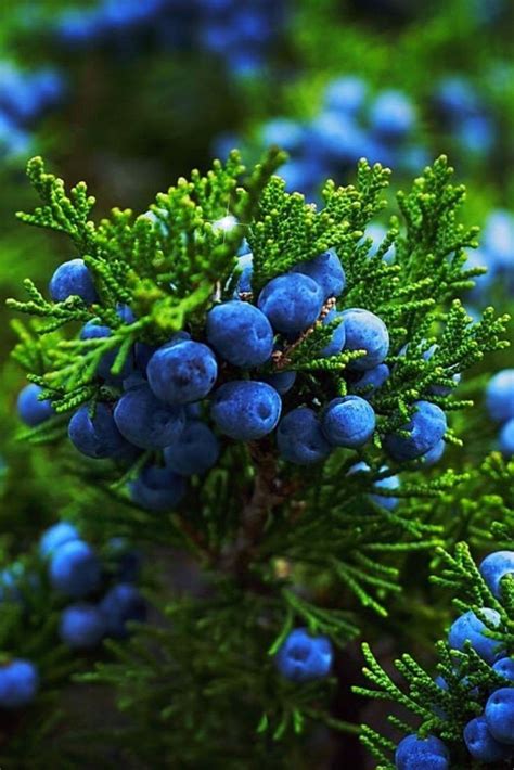 Pin by Natalia on Приют моей души.../Home for my soul in 2023 | Juniper flower, Get well soon ...